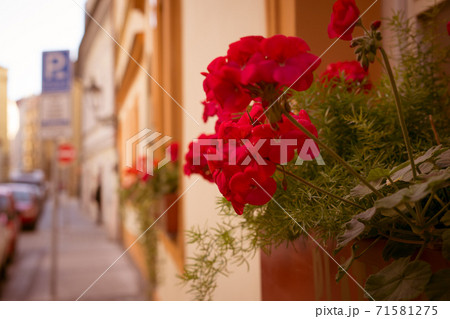 Flowers on the windowsills of a house in the old district of Prague Flowers on the windowsills of a house in the old district of Prague 71581275