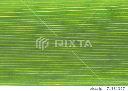 セキショウ（石菖）の葉と葉脈 71581397