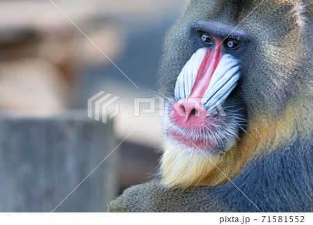 Colorful mandrill baboon 71581552