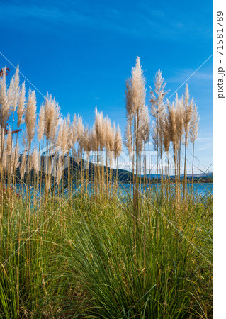 パンパグラス 71581789