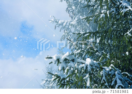 Snow covered spruce fir tree branches outdoors. 71581981