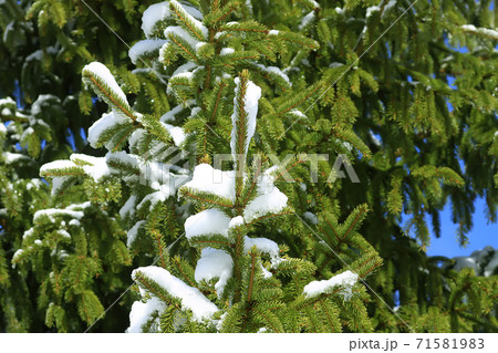 Snow covered spruce tree branches outdoors. 71581983