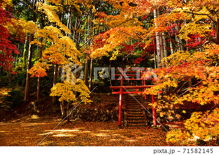 丹波篠山市 洞光寺 紅葉と鳥居の写真素材