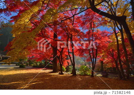 丹波篠山市 洞光寺 紅葉と青空の写真素材