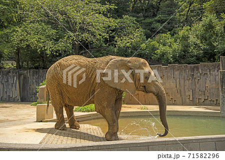 ぞう 象 の画像素材 ピクスタ