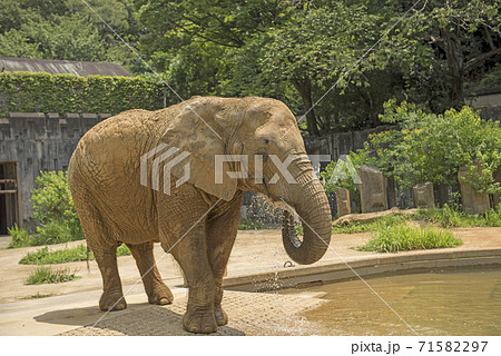 アフリカ象 アフリカ象 71582297