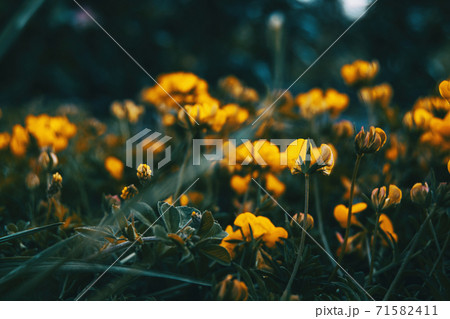 Close-up of some yellow flowers of medicago arborea 71582411