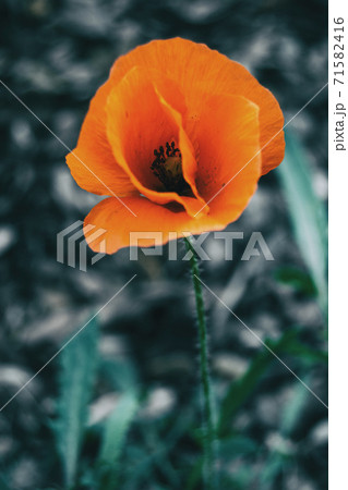 Detail of an isolated orange flower of papaver rhoeas Detail of an isolated orange flower of papaver rhoeas 71582416