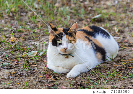 台湾 仔猫 子ネコ 71582596
