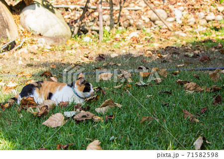 台湾 猫 ねこ 71582598