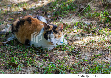 台湾 猫 ねこ 71582602