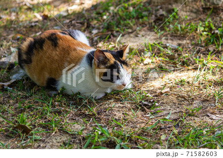 台湾 猫 ねこ 71582603