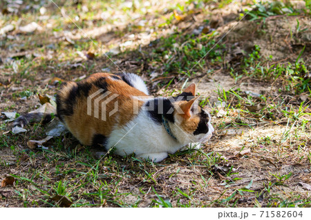 台湾 猫 ねこ 71582604