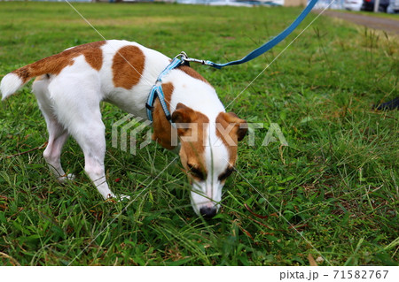 散歩中に地面の臭いを嗅ぐジャックラッセルテリアの写真素材