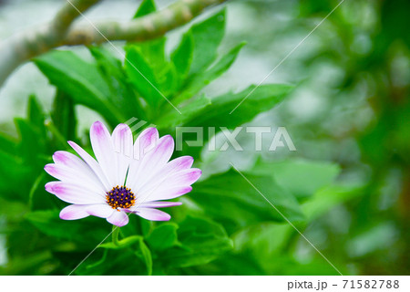 ピンクの花 ピンクの花 71582788