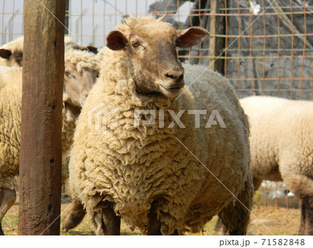sheep farm in pampas argentina, province of santa fe 71582848