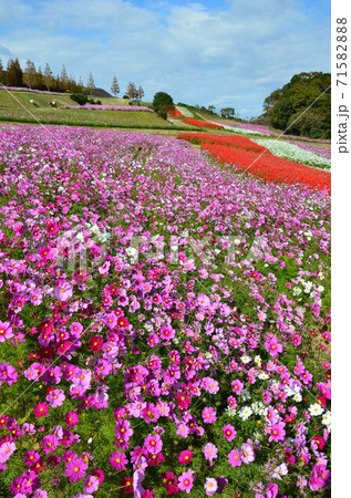 淡路島秋の花畑 淡路島秋の花畑 71582888