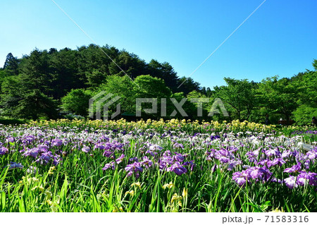 五十公野公園　アヤメ園（新潟県） 71583316