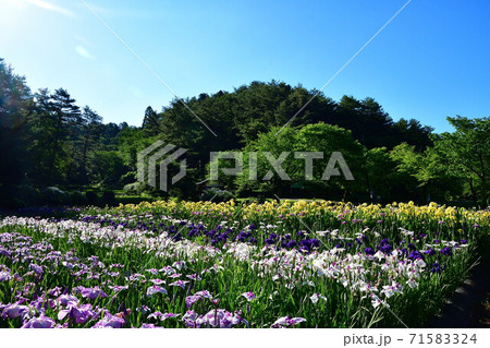 五十公野公園 アヤメ園(新潟県) 五十公野公園 アヤメ園(新潟県) 71583324
