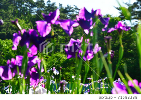 五十公野公園 アヤメ園(新潟県) 五十公野公園 アヤメ園(新潟県) 71583338