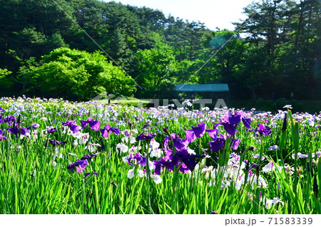 五十公野公園 アヤメ園(新潟県) 五十公野公園 アヤメ園(新潟県) 71583339