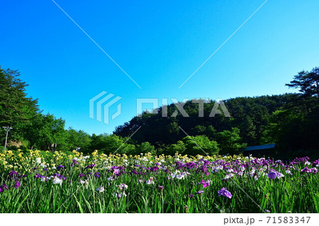 五十公野公園　アヤメ園（新潟県） 71583347