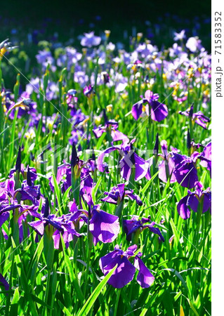 五十公野公園　アヤメ園（新潟県） 71583352