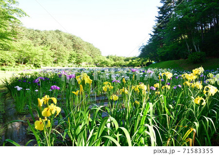 五十公野公園 アヤメ園(新潟県) 五十公野公園 アヤメ園(新潟県) 71583355