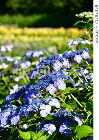 五十公野公園 アヤメ園(新潟県) 五十公野公園 アヤメ園(新潟県) 71583368