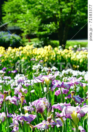 五十公野公園 アヤメ園(新潟県) 五十公野公園 アヤメ園(新潟県) 71583377
