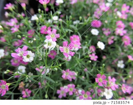 カスミソウ　ジプシー 71583574