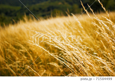 Wild grass field landscape with spikes. Rural scene. Nature concept Wild grass field landscape with spikes. Rural scene. Nature concept 71584499