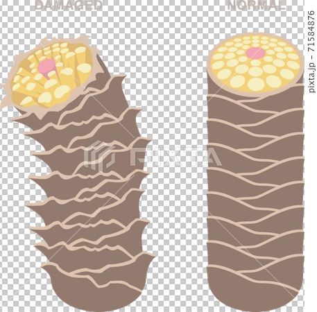 髪の毛の断面図 きれいな髪とダメージヘア のイラスト素材