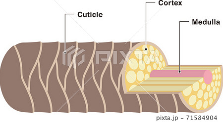 健康な髪の毛の断面 キューティクル コルテックス メデュラの説明図 のイラスト素材