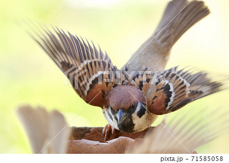スズメの親鳥が餌場をめぐってバトル 巣には雛が待っています スズメの親鳥が餌場をめぐってバトル 巣には雛が待っています 71585058