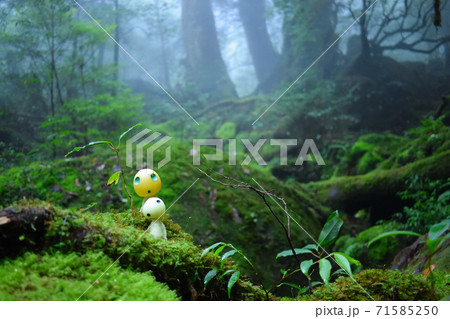 苔むすの森 苔むすの森 71585250