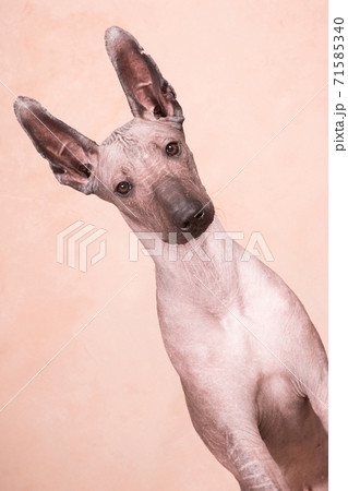 xolo breed