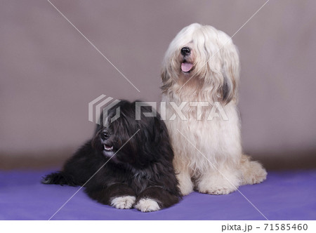 Two dogs of breed Tibetan Terrier light and black are sitting on blue brown background in the studio 71585460