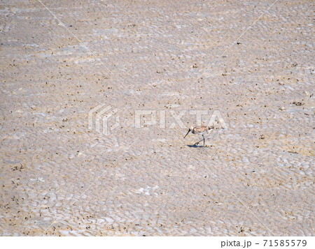 Bird looking for food in the fields of Thailand 71585579