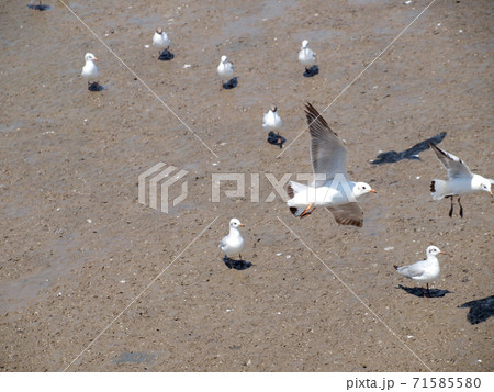 Seagull 71585580