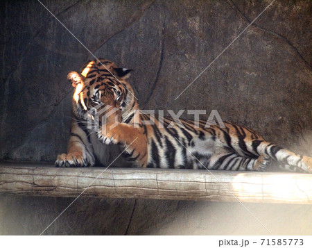 Royal bengal tiger 71585773