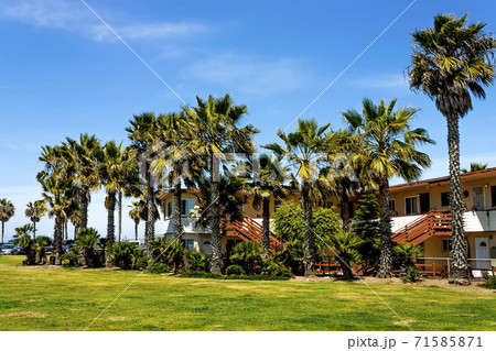 Palm trees,San Diego. Palm trees,San Diego. 71585871
