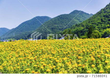 青空と紅花　山形県山形市 71586041