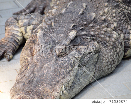 Crocodile Eyes Detail Close Up 71586374