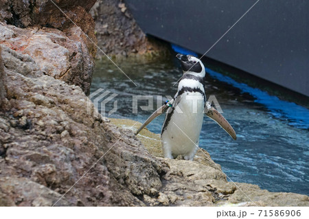 マゼランペンギン、上越市、新潟県、日本 71586906