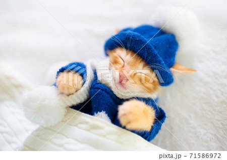 Baby cat in sweater and hat. Kitten sleeping. 71586972