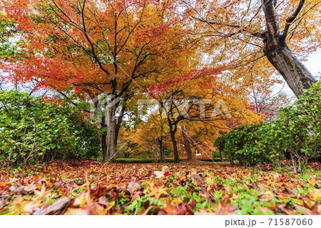 山形県総合運動公園　モミジの紅葉　山形県天童市 71587060
