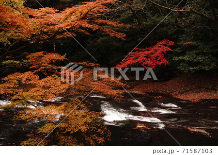 紅葉で色付く秋の菊池渓谷 紅葉で色付く秋の菊池渓谷 71587103