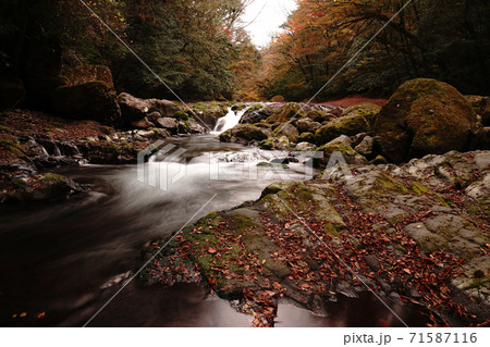 紅葉で色付く秋の菊池渓谷 71587116