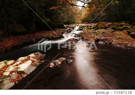 紅葉で色付く秋の菊池渓谷 71587118